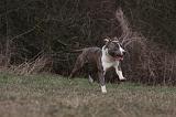 AMSTAFF ADULT 395